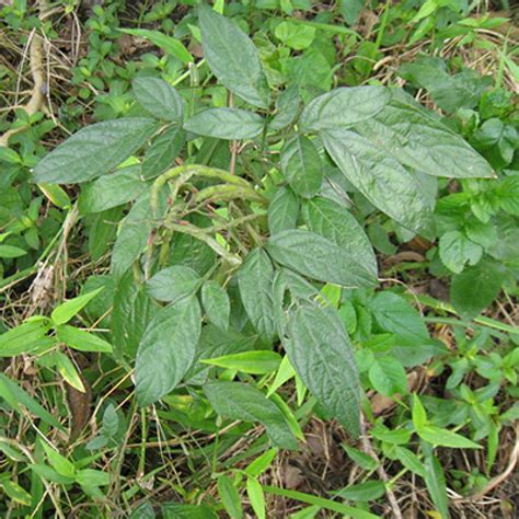 避邪植物|抹草是什麼？驅邪、保平安的抹草在中藥行或花市就能。